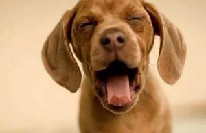 【四院|科普】：狂犬病的這些知識(shí)您需要了解