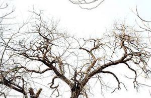 【四院|科普】暴跌12~16℃，可達(dá)寒潮級(jí)別！冰冷背后的健康危機(jī)——警惕靜脈曲張